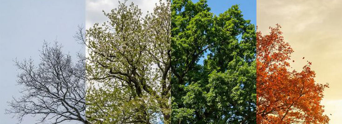 Seasonal Transitions: Your Ayurvedic Wellness Calendar for Europe